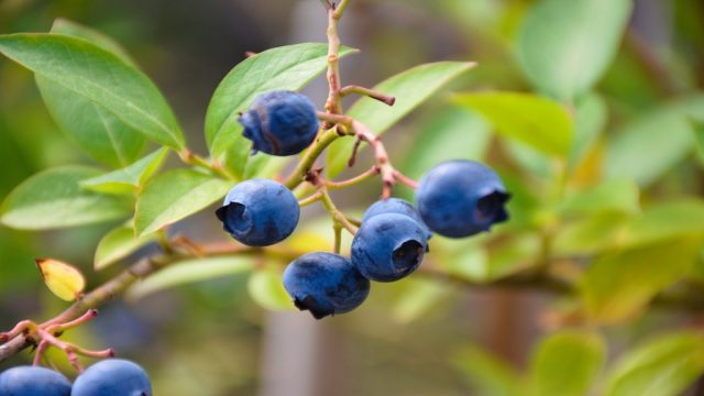 Anti-Aging Superfoods - Blueberry