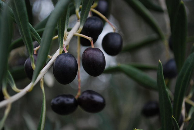 Black olives - Kyneton Olives