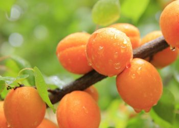 Are Apricots Keto