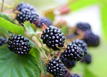 Are blackberries keto