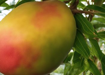 How to Cut a Honey Mango|How to cut a honey mango