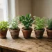 Fresh Herbs You Never Knew You Need
